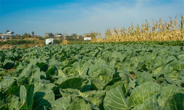 金针菇怎么种植方法全过程（分享金针菇的养殖技巧）