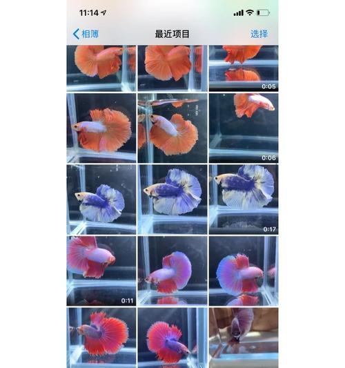 斗鱼一个飞机多少钱？如何购买和使用？