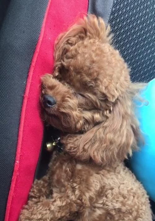 狗狗偷拍的照片如何处理？有什么好的方法？