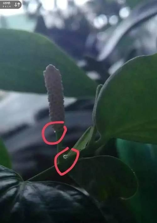 手机拍照限制8MB如何调整?超过8MB无法拍照怎么办?