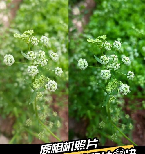 苹果手机拍照后如何修图？