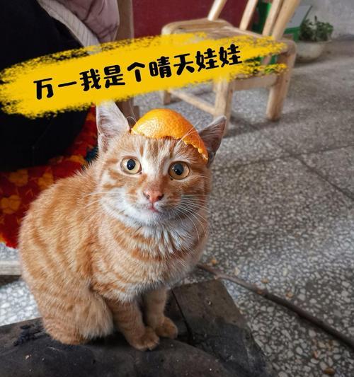 橘猫电脑配置如何？在知乎上如何评价橘猫电脑？