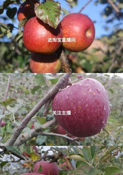 购买苹果手机应该关注哪些主播？