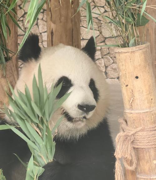 华为熊猫镜头手机使用方法是什么？拍照效果如何？